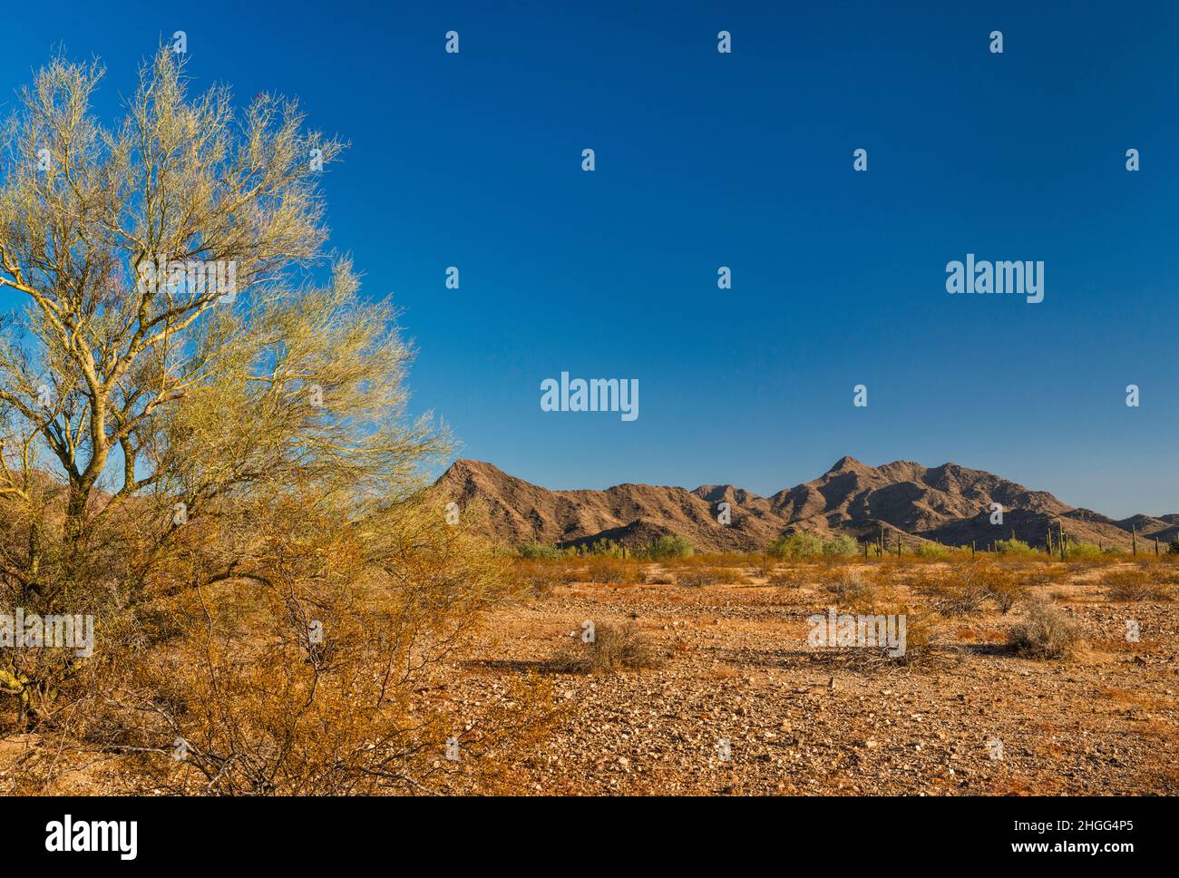 Mesquite Tree, Margies Cove Area, Maricopa Mountains, Sonoran Desert National Monument, Arizona, USA Stockfoto