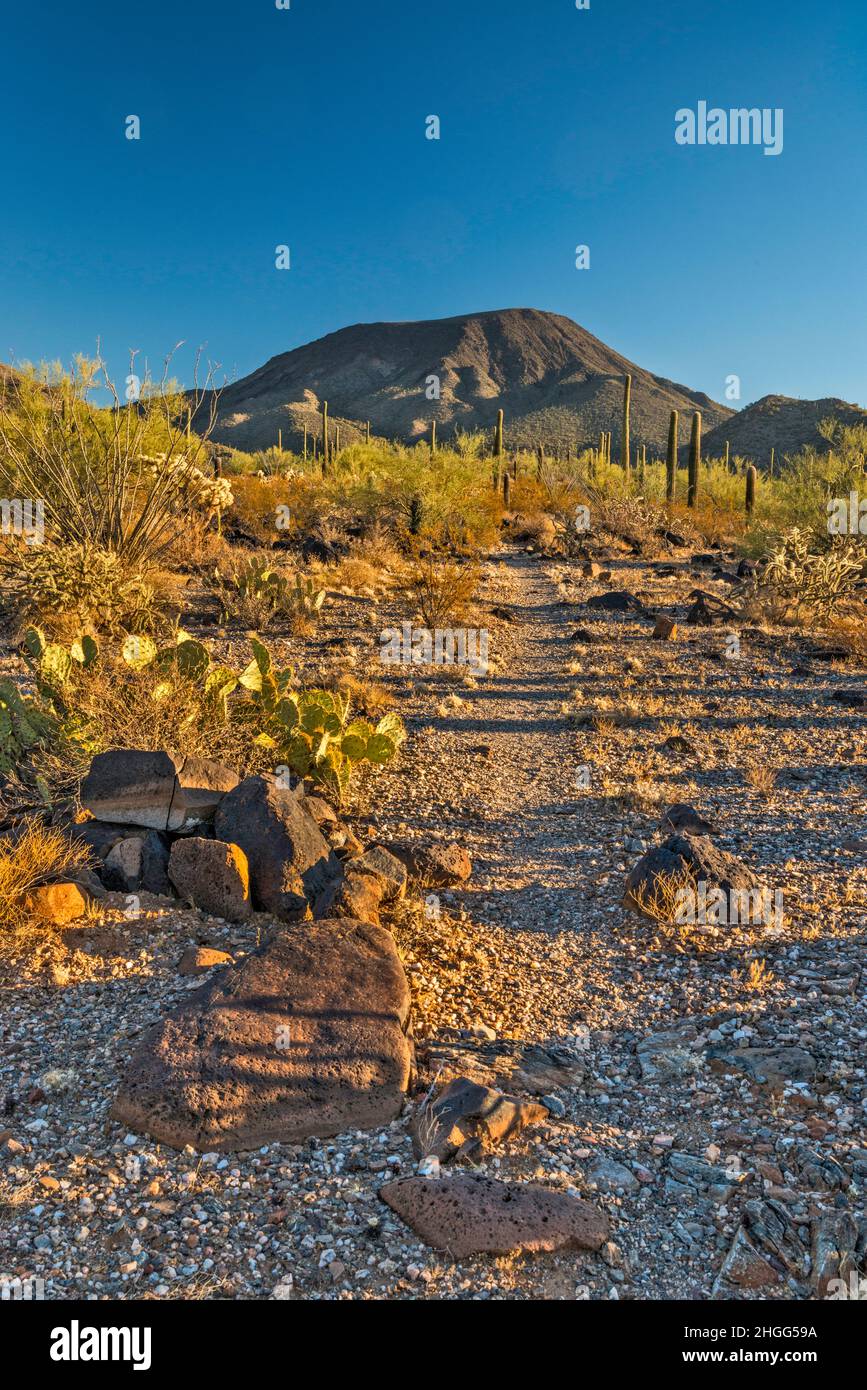 Table Top Mountain bei Sonnenaufgang, Basaltvulkanisches Gestein, Table Top Mountain Peak Trail, Sonoran Desert National Monument, Arizona, USA Stockfoto