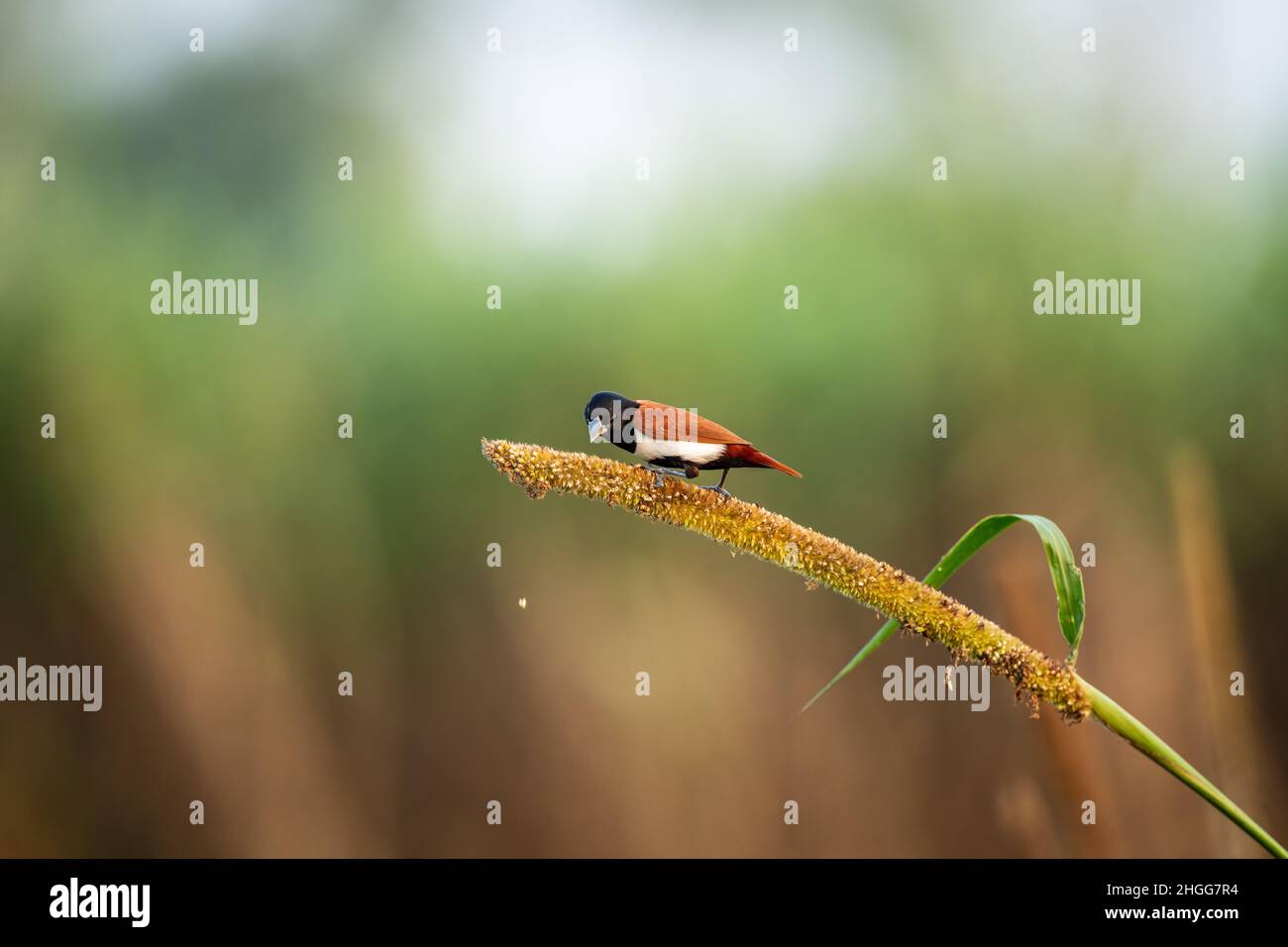 Dreifarbige Munia auf Pflanze, Indien Stockfoto