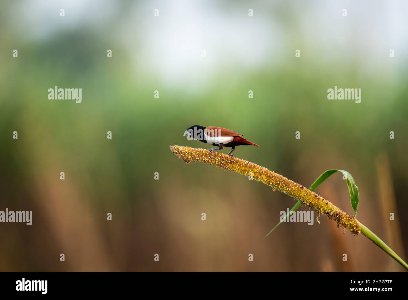 Dreifarbige Munia auf Pflanze, Indien Stockfoto