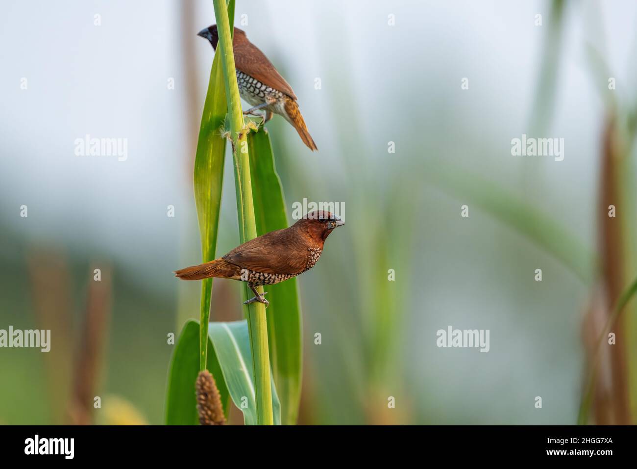 Die schuppige munia oder die gefleckte munia (Lonchura punctulata) Stockfoto