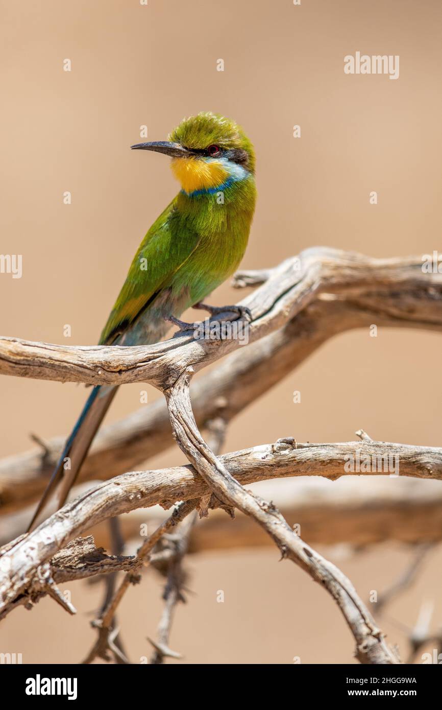 Schwalbenschwanz-Bienenfresser im Kgalagadi Stockfoto
