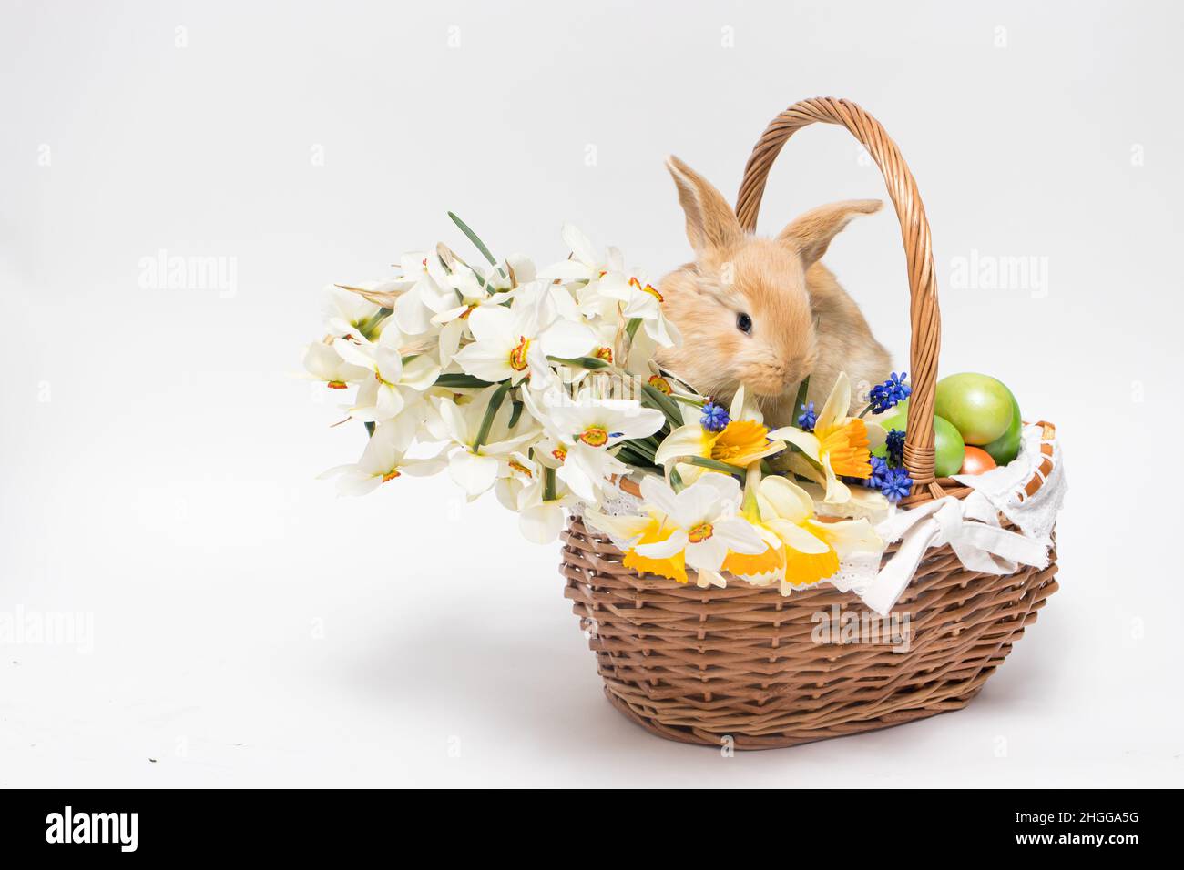 Ein flauschiges Osterkaninchen sitzt in einem Korb, Ostereier und Blumen Narzissen auf einem minimalistischen weißen Hintergrund, um Platz für Textbanner zu kopieren. Stockfoto