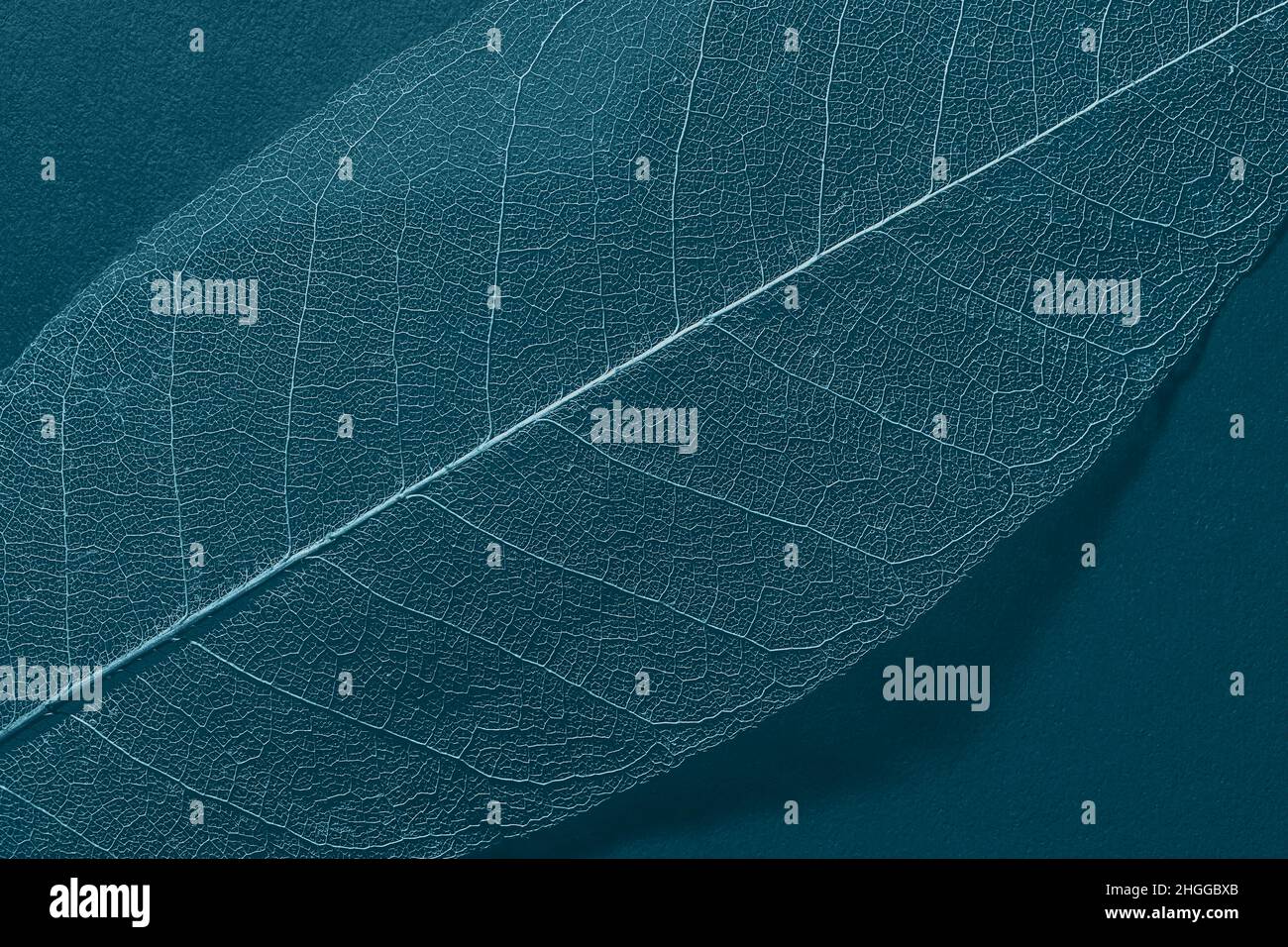 Skelett Magnolia Blatt Vorlage für Text und Design. Makrofotografie. Abstrakte Komposition als Hintergrund Stockfoto