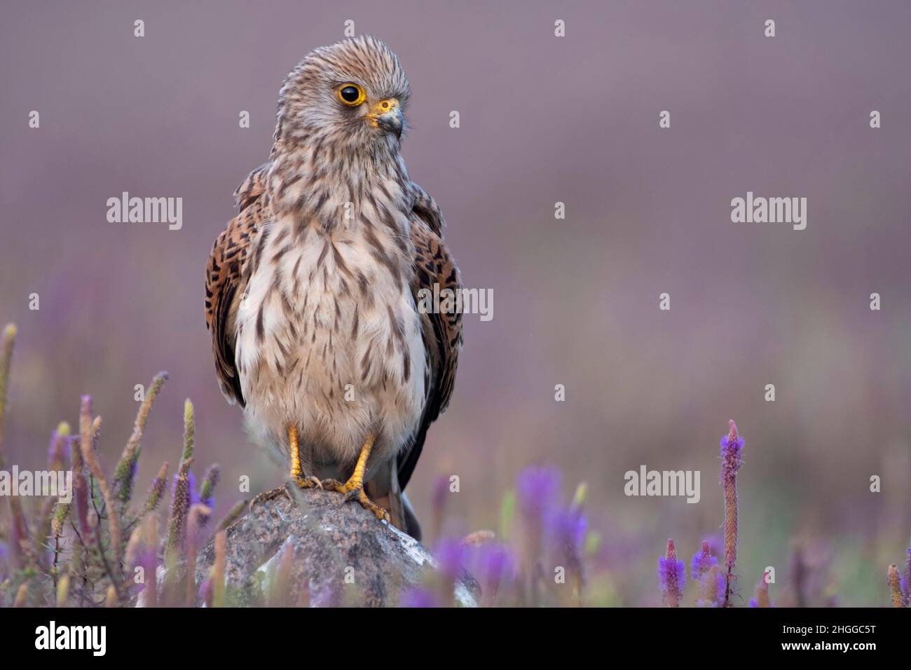 Weibliche gewöhnliche Turmfalke, Falco tinnunculus, Satara, Maharashtra, Indien Stockfoto