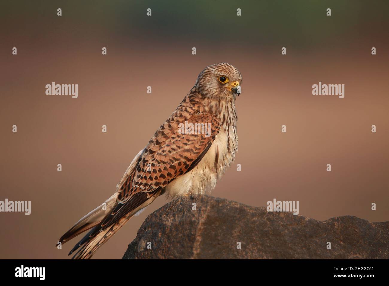 Weibliche gewöhnliche Turmfalke, Falco tinnunculus, Satara, Maharashtra, Indien Stockfoto