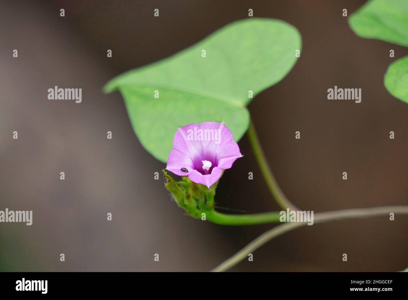 Viola Blume, Viola odorata, Satara, Maharashtra, Indien Stockfoto