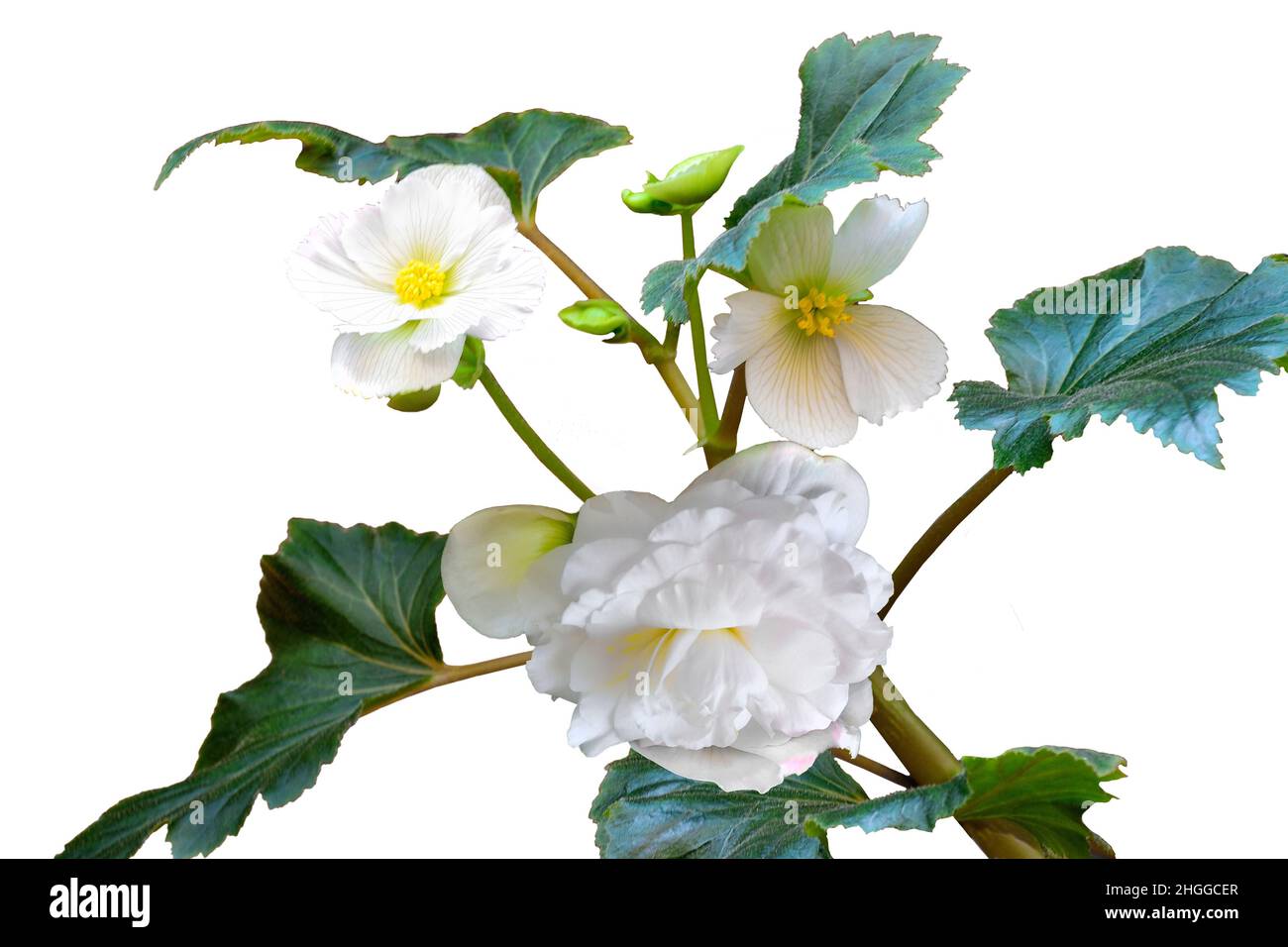 Sanfte Blüten von weißer Doppelbegonie aus der Nähe, auf weißem Hintergrund isoliert. Begonia ist eine elegante, blühende dekorative Topfpflanze für den Garten, Stockfoto