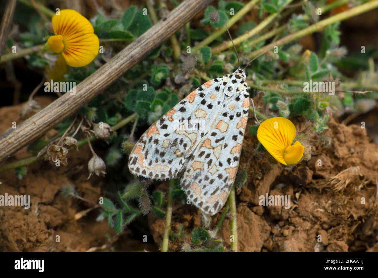 Gefleckte Leopardmotte, Hypercompe-Arten, Satara, Maharashtra, Indien Stockfoto