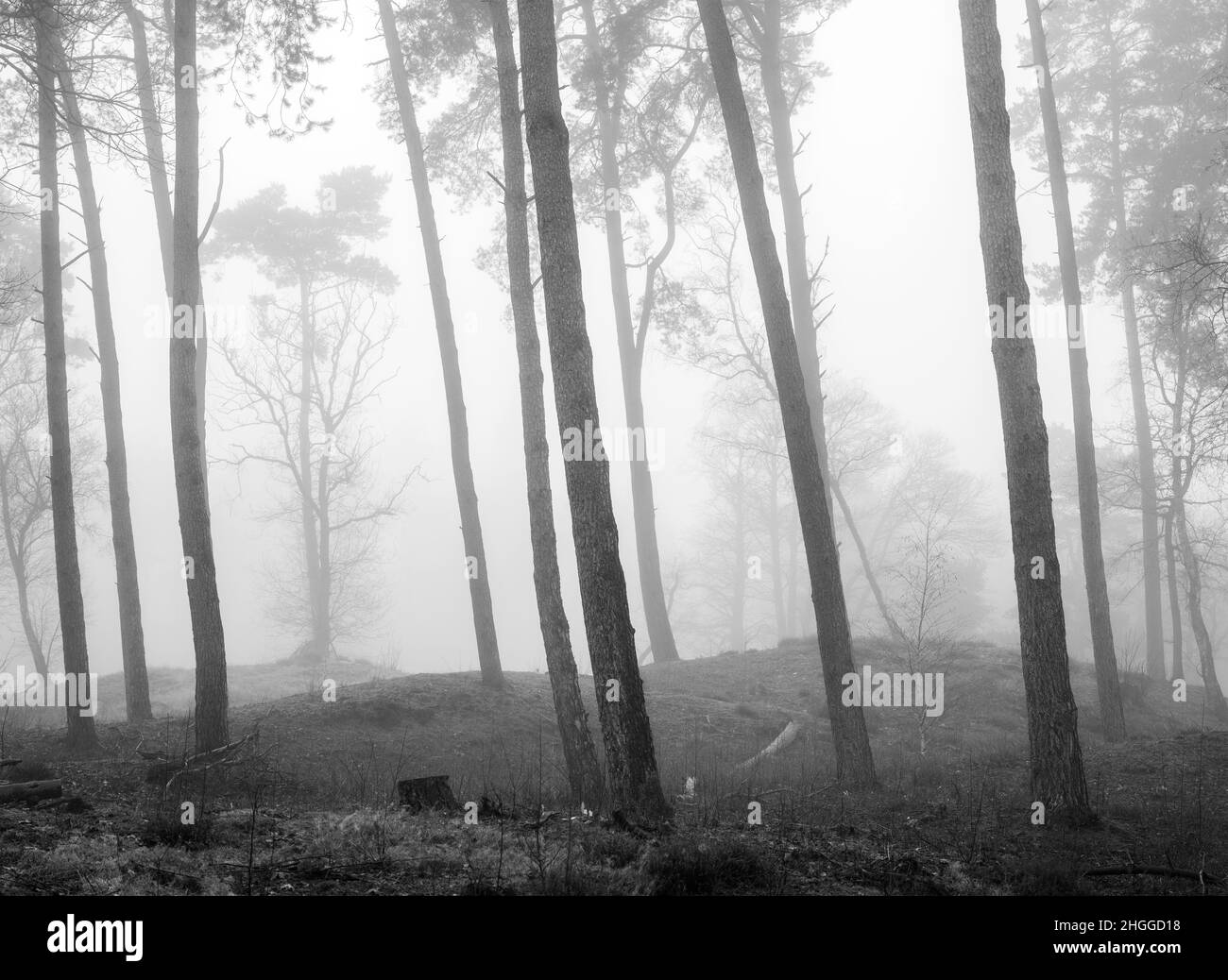 Schwarz-weißes Bild von Kiefernstämmen im Nebel Stockfoto