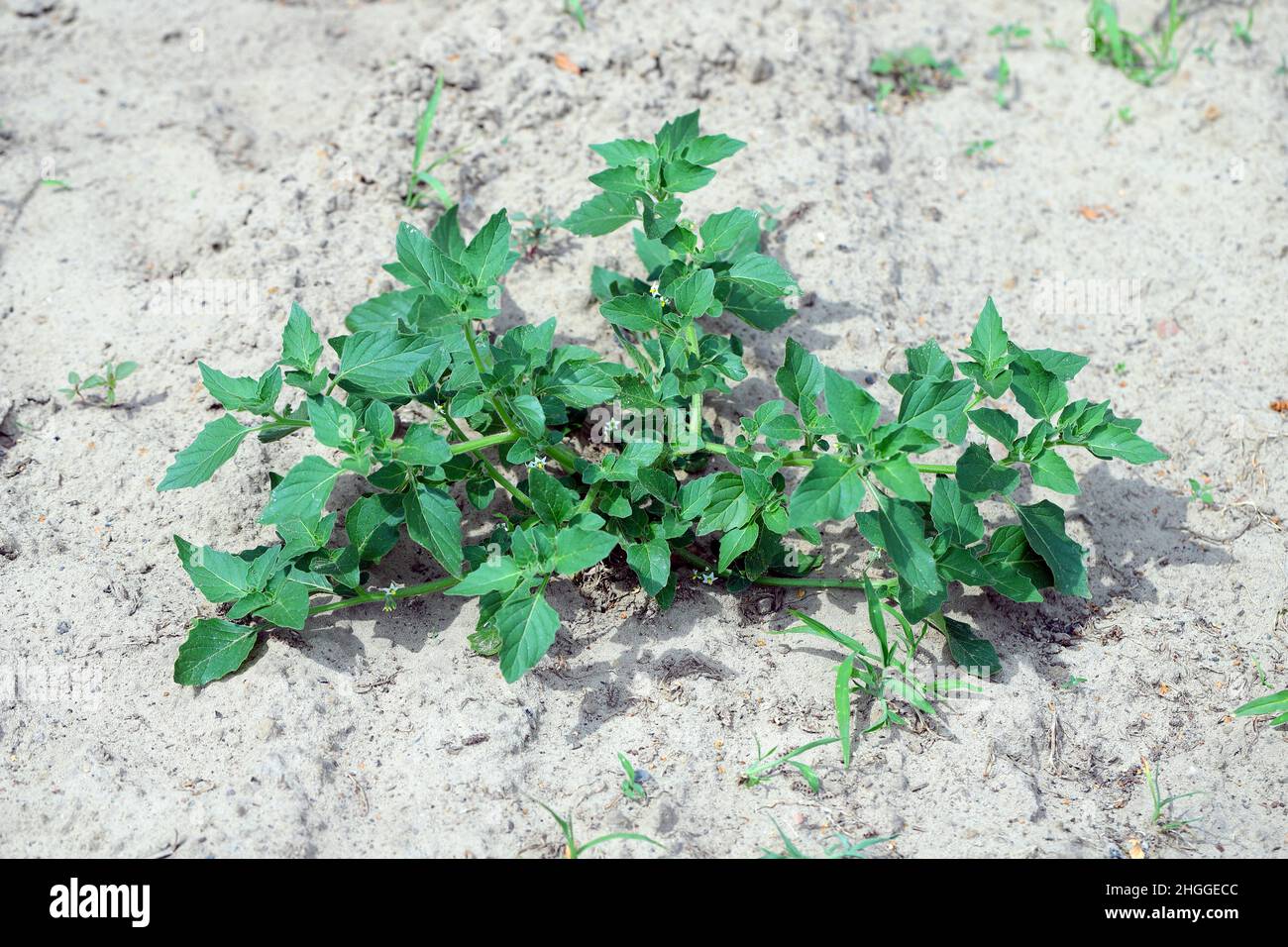 Solanum nigrum, der europäische schwarze Nachtschatten oder einfach nur schwarzer Nachtschatten oder Brombeernachtschatten. Weit verbreitetes und häufiges Unkraut in der Landwirtschaft. Stockfoto