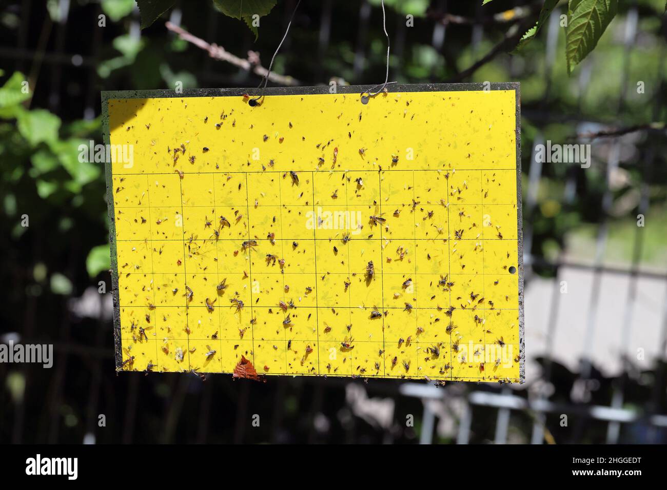 Gelb klebende Insektenfalle - wird bei der Überwachung und dem Fallen von Pflanzenschädlingen verwendet. Stockfoto