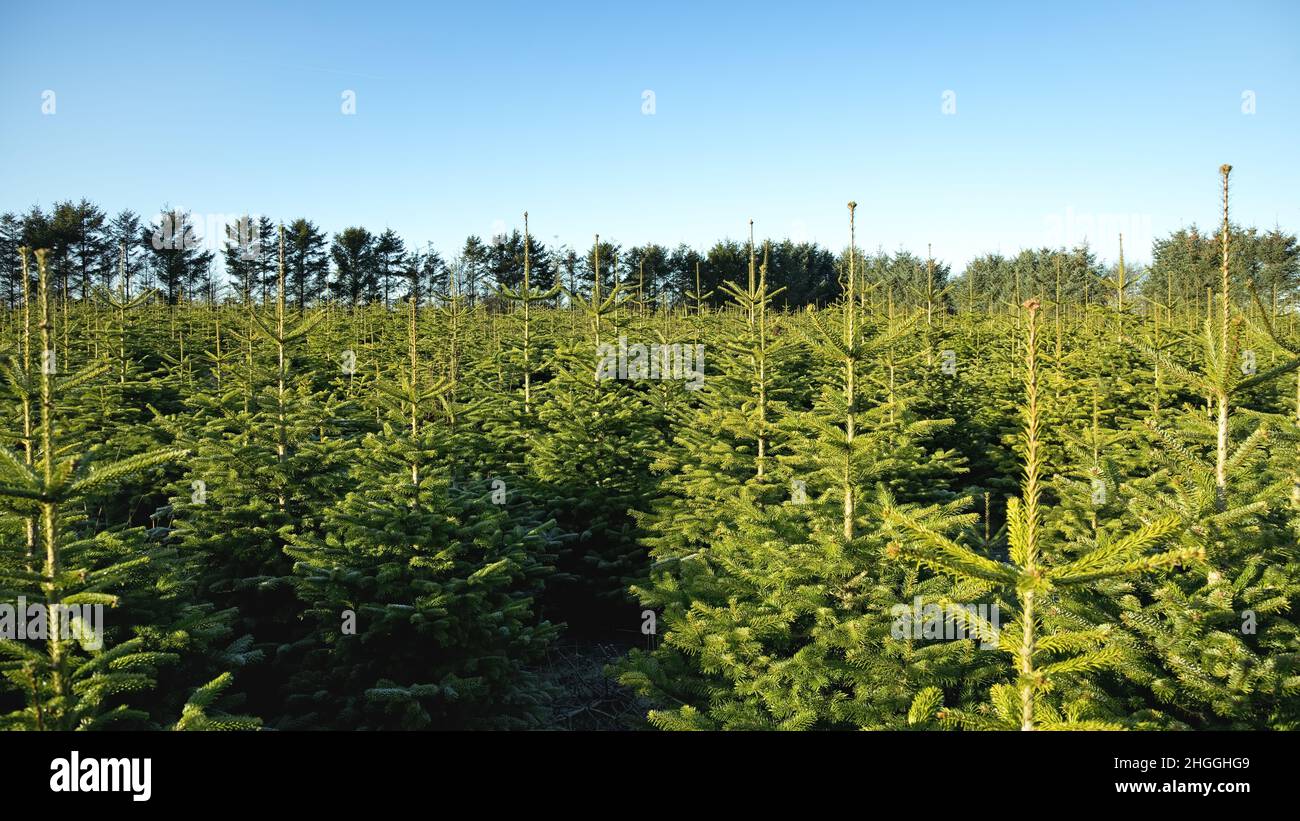 Plantage mit grünen tannen Stockfoto