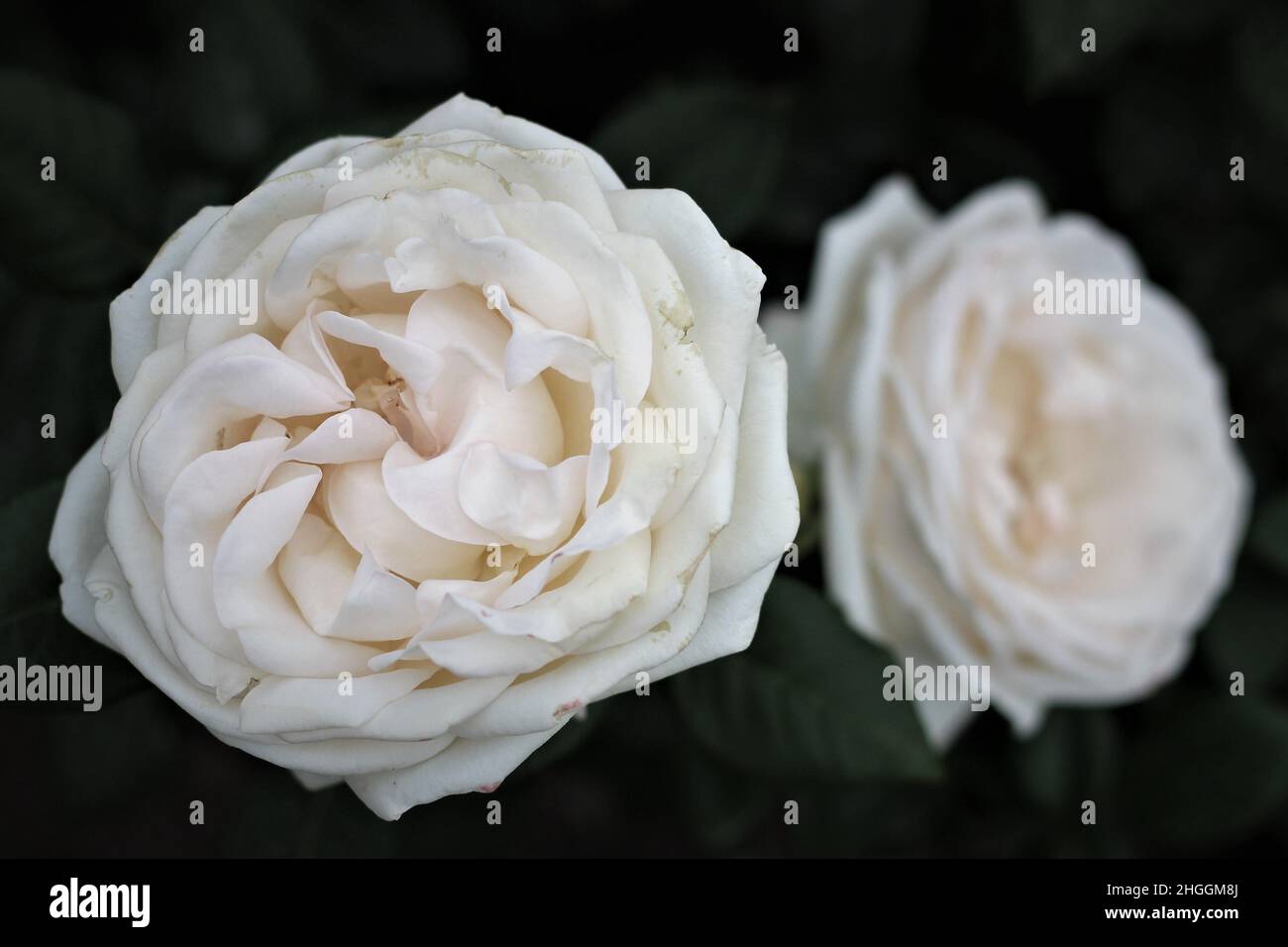 Weiße Rosen im Rosengarten von Rom Stockfoto