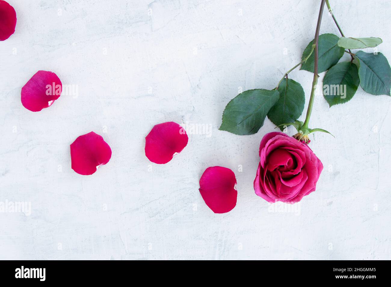 Flache Laie mit surreal minimalistischer scharlachrote Rose auf grauem strukturiertem Hintergrund. Fliegende Rosenblätter aus blühenden Knospen. Stockfoto