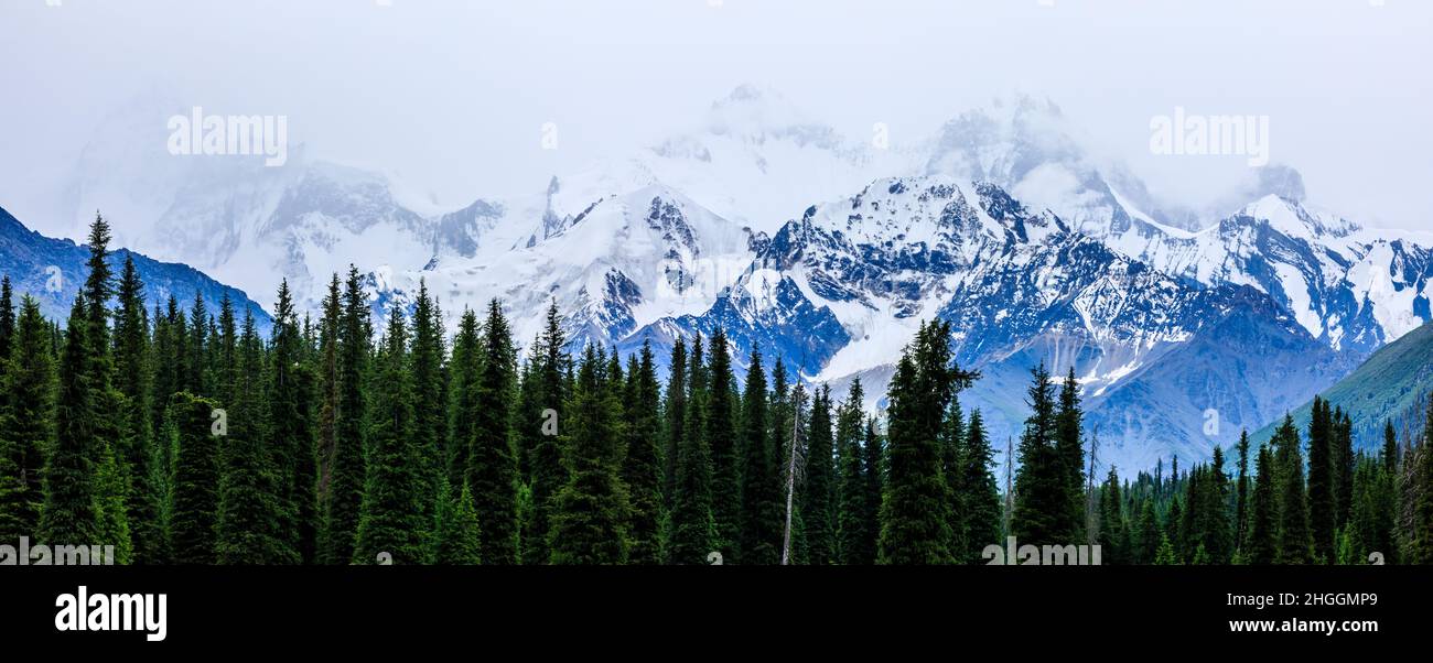 Weiße Gletscher und grüner Wald im Tianshan Gebirge, Xinjiang, China. Stockfoto