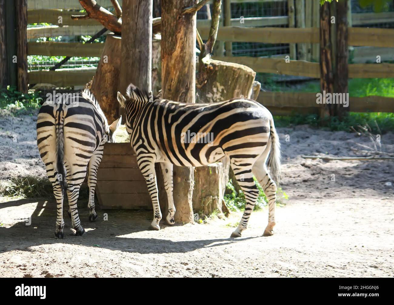 Gemeines Zebra, Equus quagga schöne gestreifte Tiere, die trockenes Heu im Futterhäuschen fressen. Equus burchelli chapmani. Stockfoto