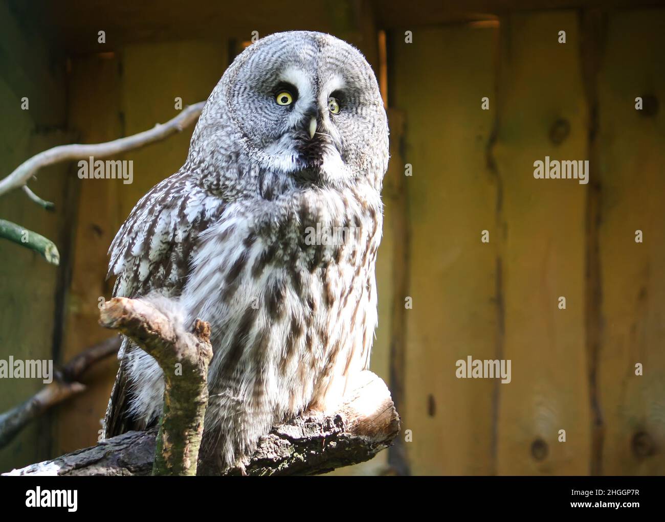 Große Graueule, Waldgeier, Strix nebulosa. Wunderschöner Wildvögel. Stockfoto