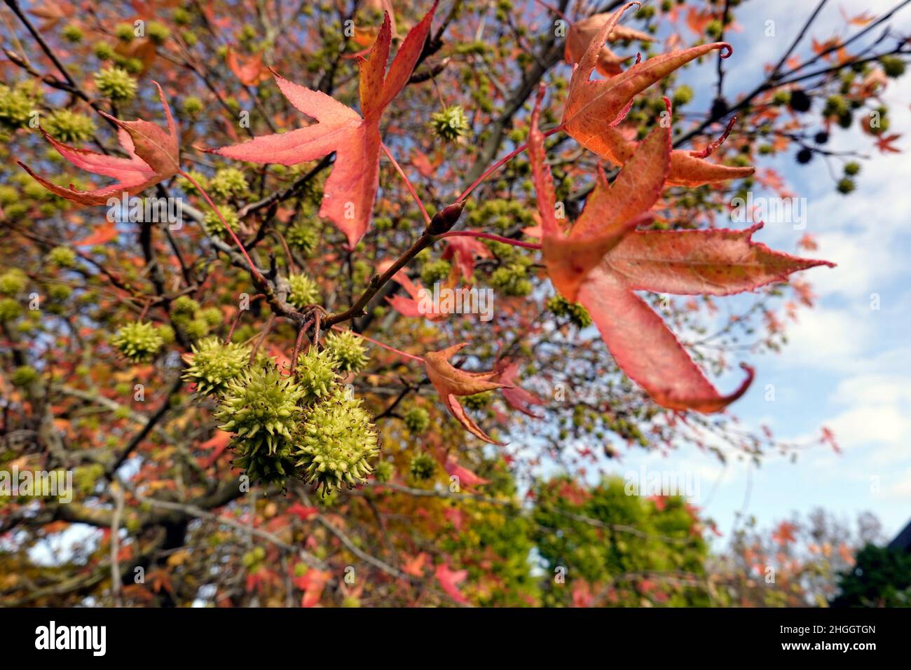 Satin-Walnuss, Sweet Gum, Red Gum (Liquidambar styraciflua), Satin-Walnuss mit Früchten und Herbstblättern Stockfoto