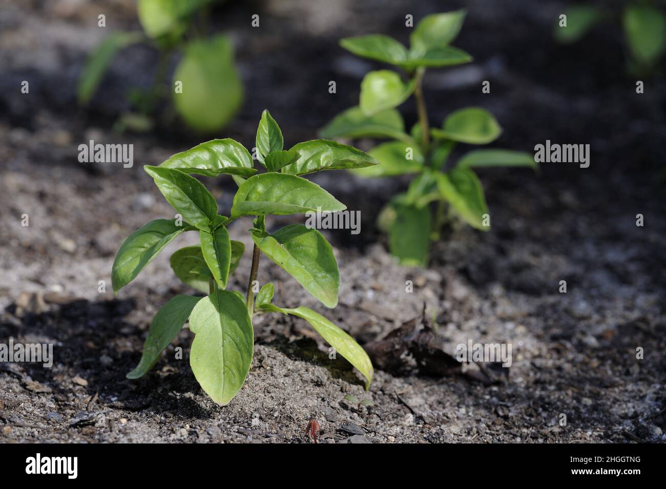 Süßes Basilikum (Ocimum basilicum), wächst in einem Garten Stockfoto