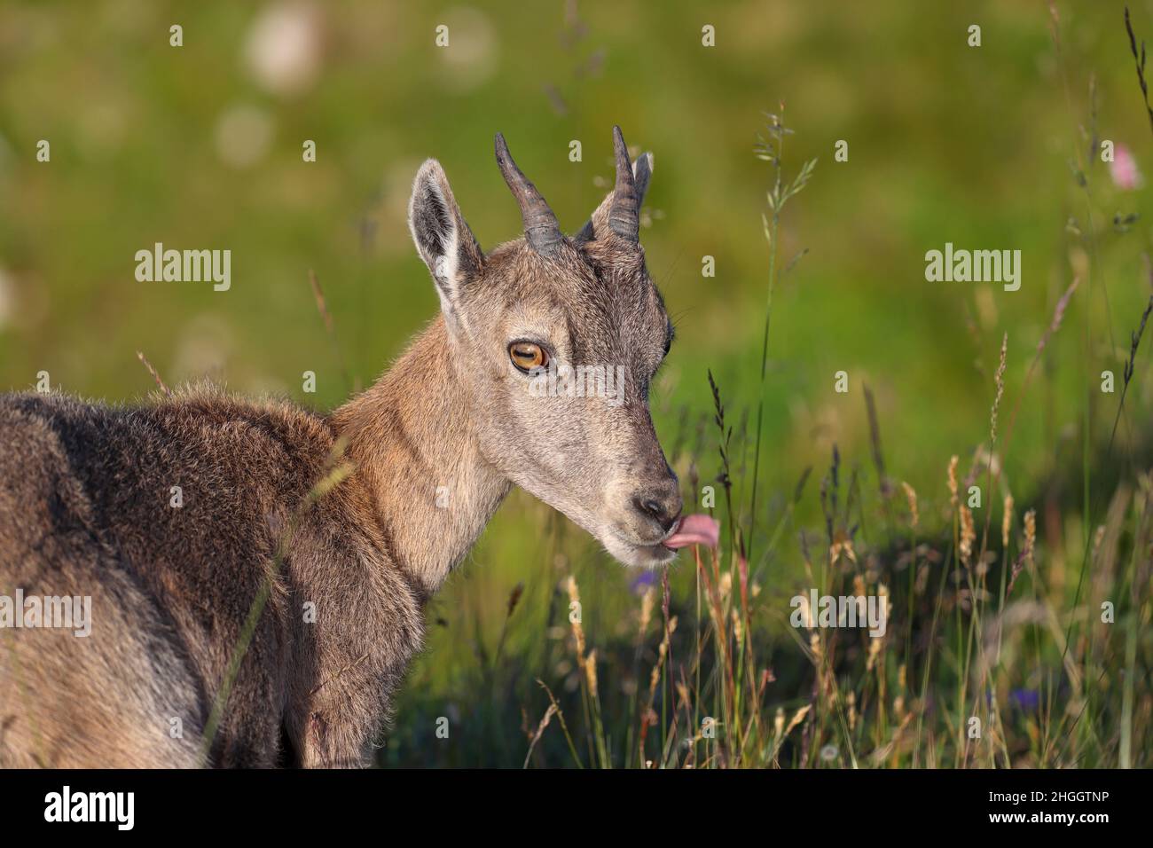 Steinbock (Capra ibex, Capra ibex ibex), Jungtier auf einer Bergwiese fressend, Portrait, Schweiz, Berner Oberland, Beatenberg Stockfoto