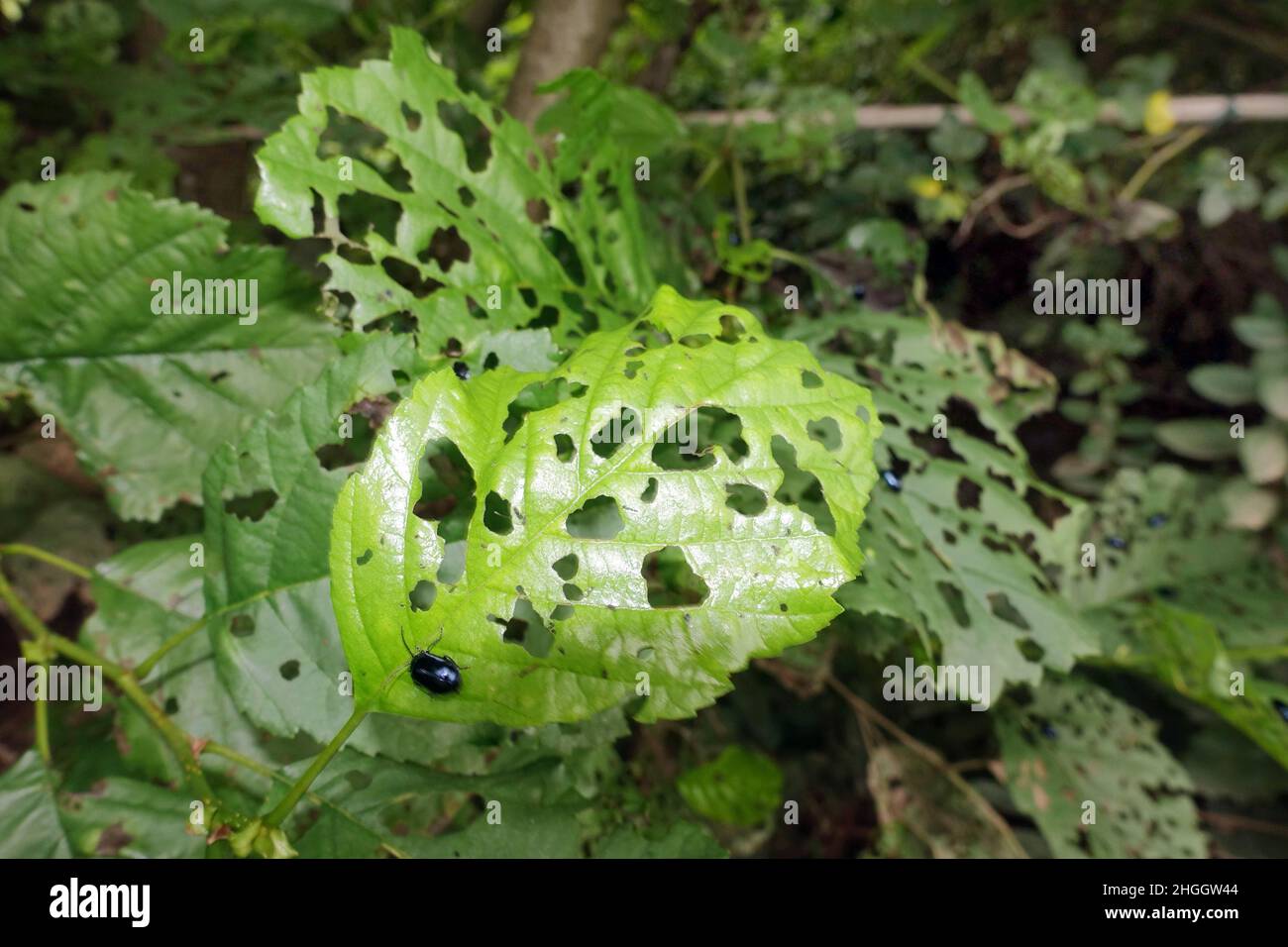 Erlenblattkäfer (Agelastica alni), erodierte junge Erlenblätter, Deutschland Stockfoto