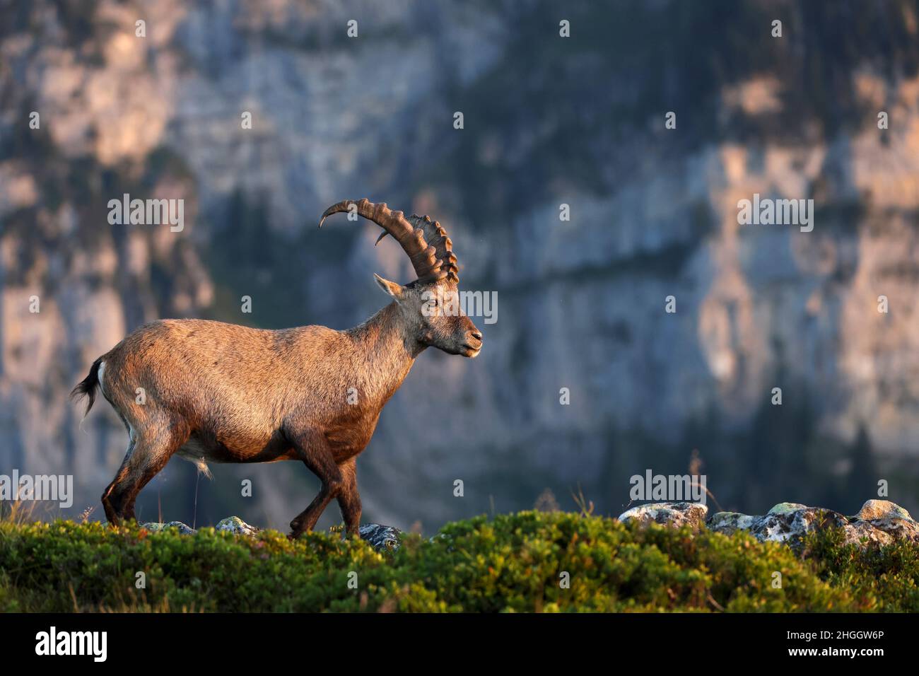 Alpines Ibex (Capra ibex, Capra ibex ibex), männliches Gehen am Rande eines Hangs in den Berner Alpen, Seitenansicht, Schweiz, Berner Oberland, Stockfoto