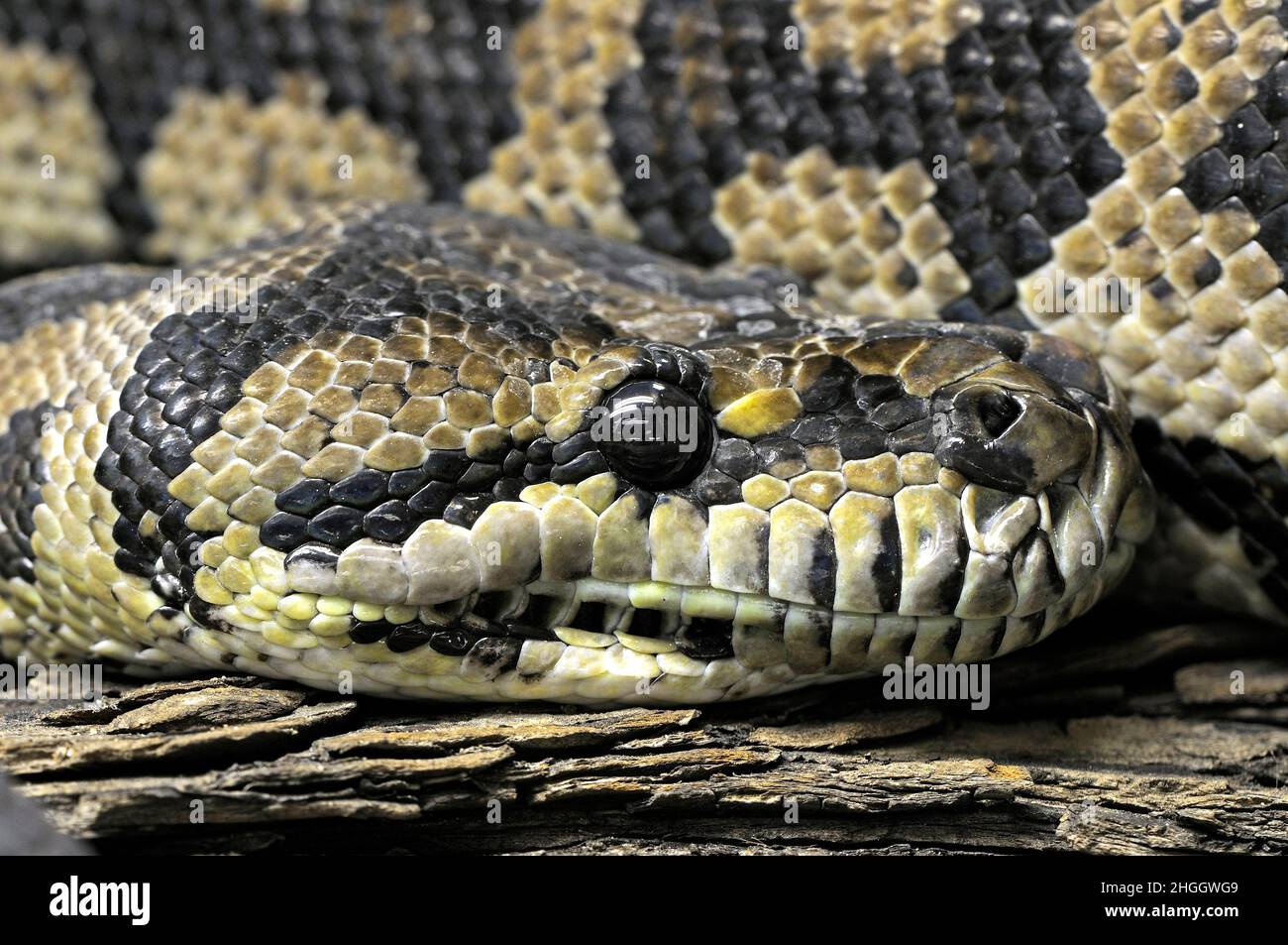 Teppich-Python (Morelia Spilota Variegata, Morelia Spilotes Variegata), Porträt Stockfoto