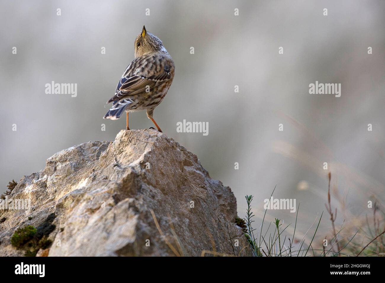 Alpine Accentor (Prunella collaris), auf einem Stein mit Blick nach oben, Spanien, Kantabrien Stockfoto