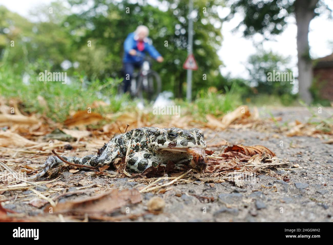 Grüne Kröte, bunte Kröte (Bufo viridis), tote grüne Kröte am Straßenrand mit vielen Fliegeneiern, Deutschland, Nordrhein-Westfalen Stockfoto