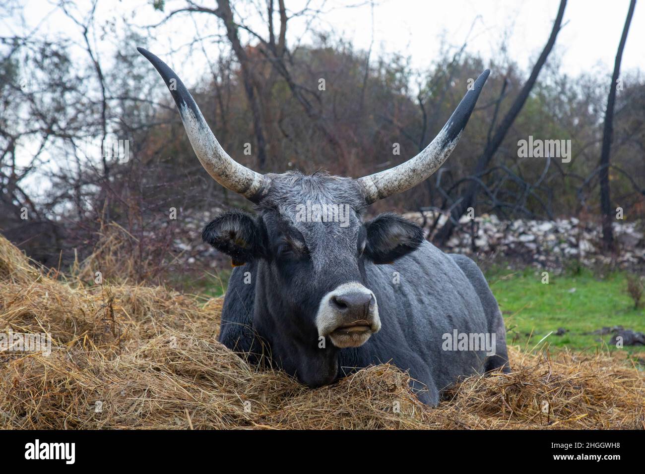 Die große graue Maremma Kuh liegt im Heu Stockfoto