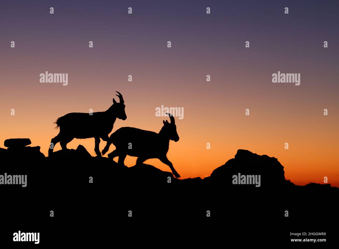 Alpines Ibex (Capra ibex, Capra ibex ibex), zwei weibliche alpine Ibex, die bei Sonnenuntergang auf einer Hangseite gehen, Silhouette , Schweiz, Berner Oberland, Stockfoto