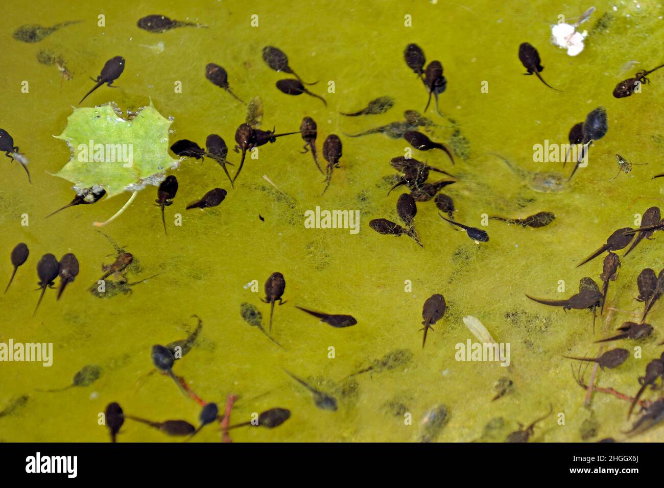 Poolfrosch, kleiner Wasserfrosch (Rana lessonae, Pelophylax lessonae), Tadpoless eines Poolfrosches, der Algen in einem Teich füttert, Deutschland Stockfoto