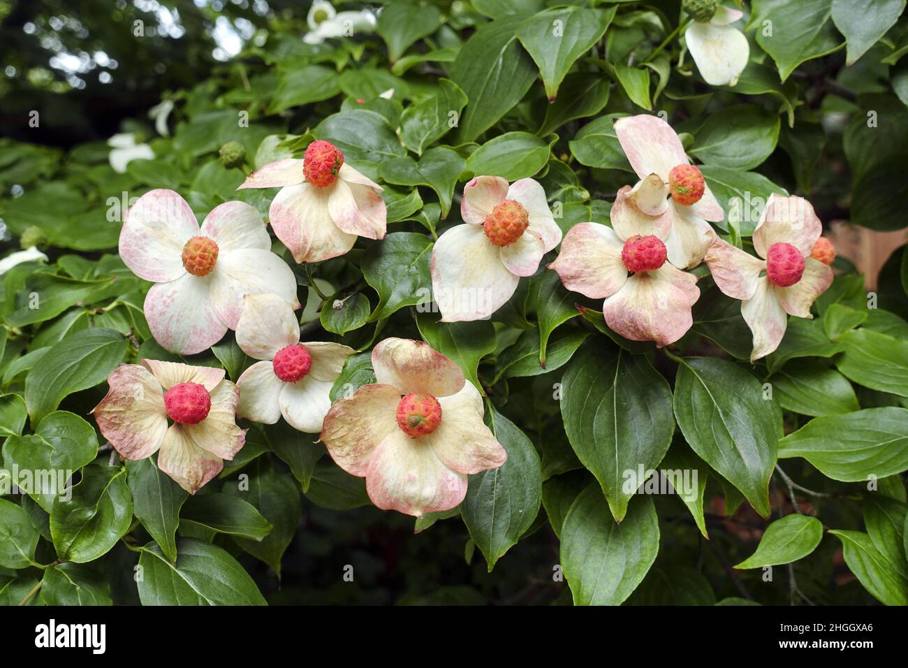 kousa Dogwood, japanischer Dogwood (Cornus kousa), blühend, Deutschland Stockfoto