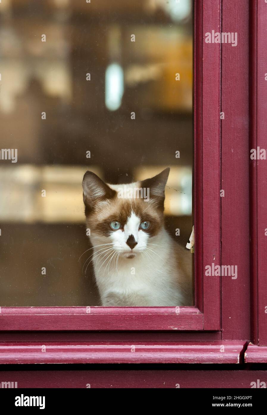 Junge Katze sieht neugierig aus einem rot gestrichenen Fenster Stockfoto