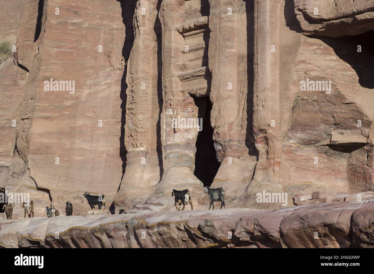 Bergziegen in Petra, Jordanien, mit Schluchten, Höhlen, Wüstenlandschaft und Gebäuden, die von den Nabatanern geschnitzt wurden und später von den Eroberern der Römer verändert wurden Stockfoto