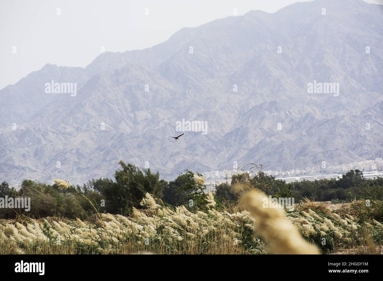 Hohes Schilf und Gras, das beim Vogelschutzgebiet und der Abwasseraufbereitungsanlage in der Nähe der israelischen Grenze zu Jordanien im Wind weht Stockfoto