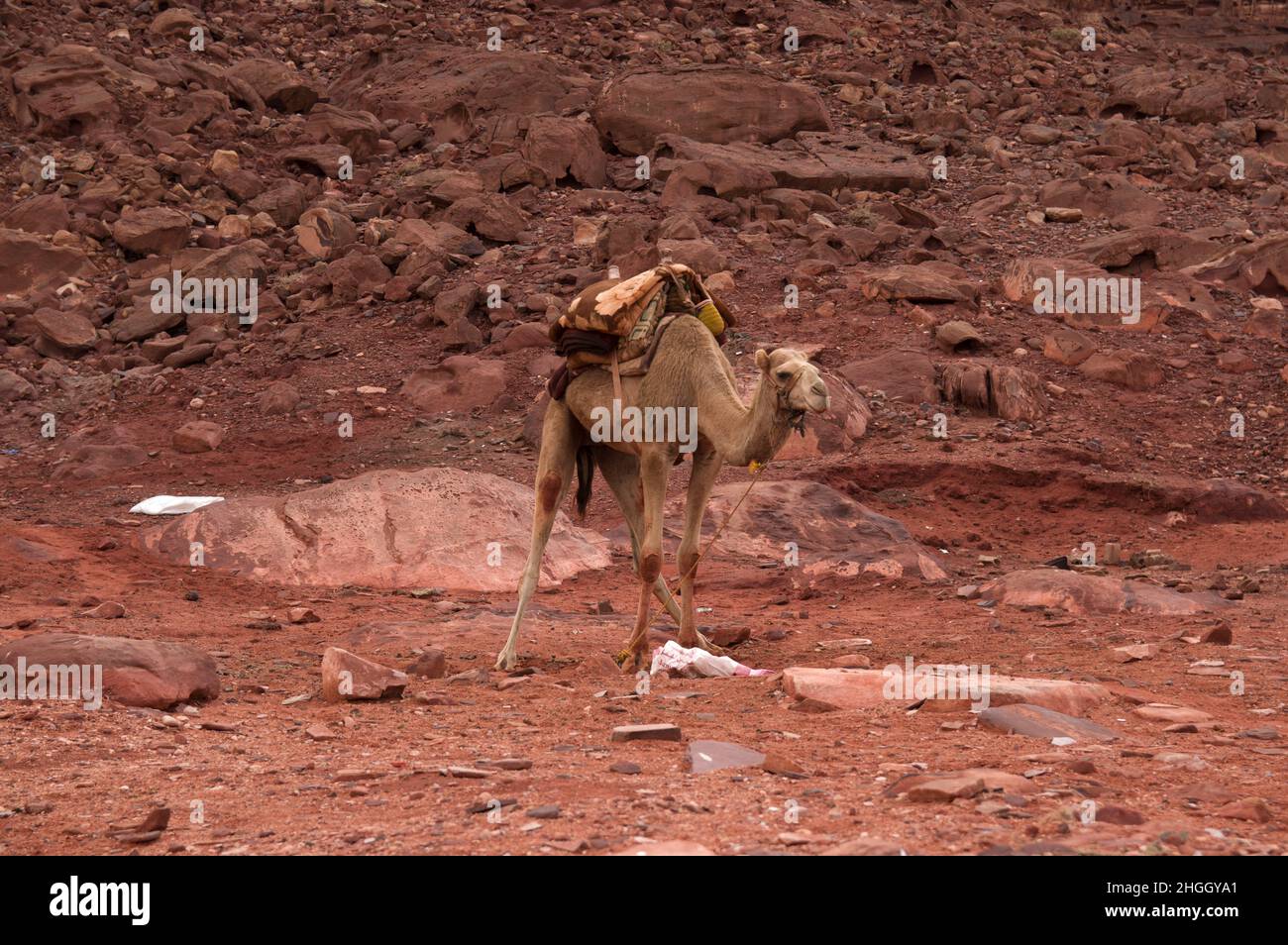 Ein domestiziertes Kamel mit dekorativem Sattel in der Wüstenlandschaft des Wadi Rum, einer Schlucht in Jordanien mit rotem Sand und Felswänden. Stockfoto