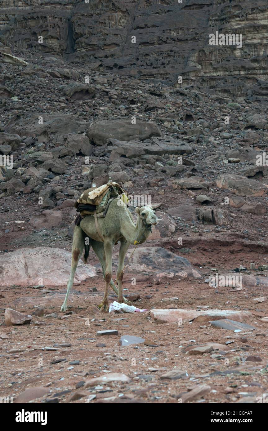 Ein domestiziertes Kamel mit dekorativem Sattel in der Wüstenlandschaft des Wadi Rum, einer Schlucht in Jordanien mit rotem Sand und Felswänden. Stockfoto
