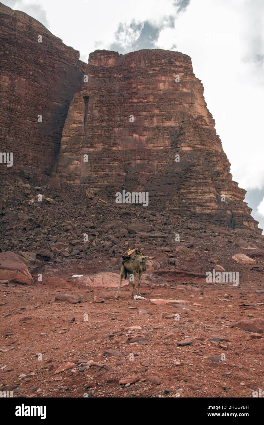 Ein domestiziertes Kamel mit dekorativem Sattel in der Wüstenlandschaft des Wadi Rum, einer Schlucht in Jordanien mit rotem Sand und Felswänden. Stockfoto