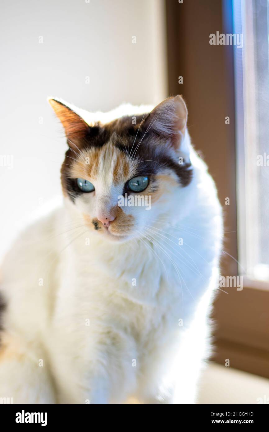 Katze posiert für ein Bild Stockfoto