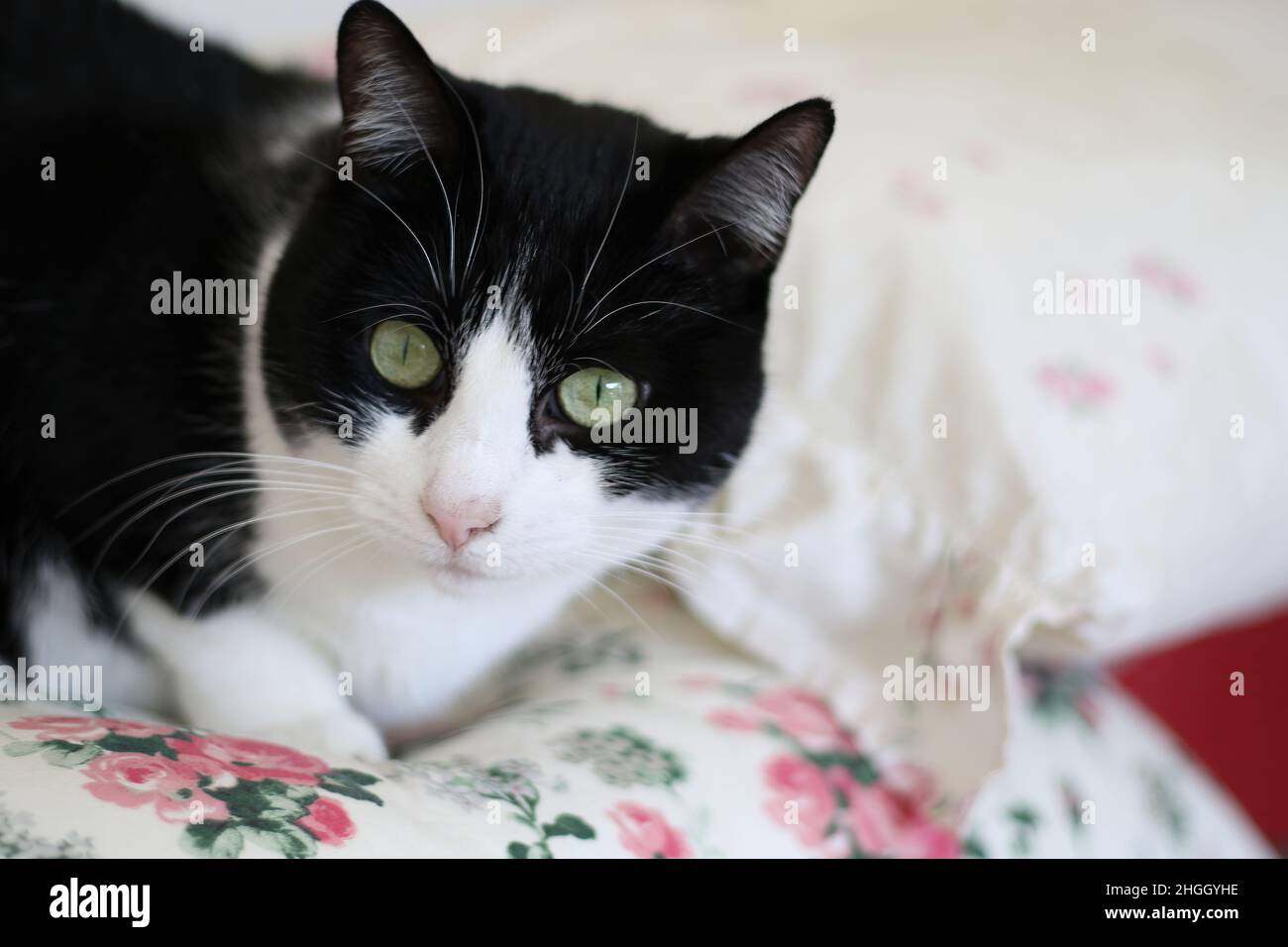 Katze posiert für ein Bild Stockfoto