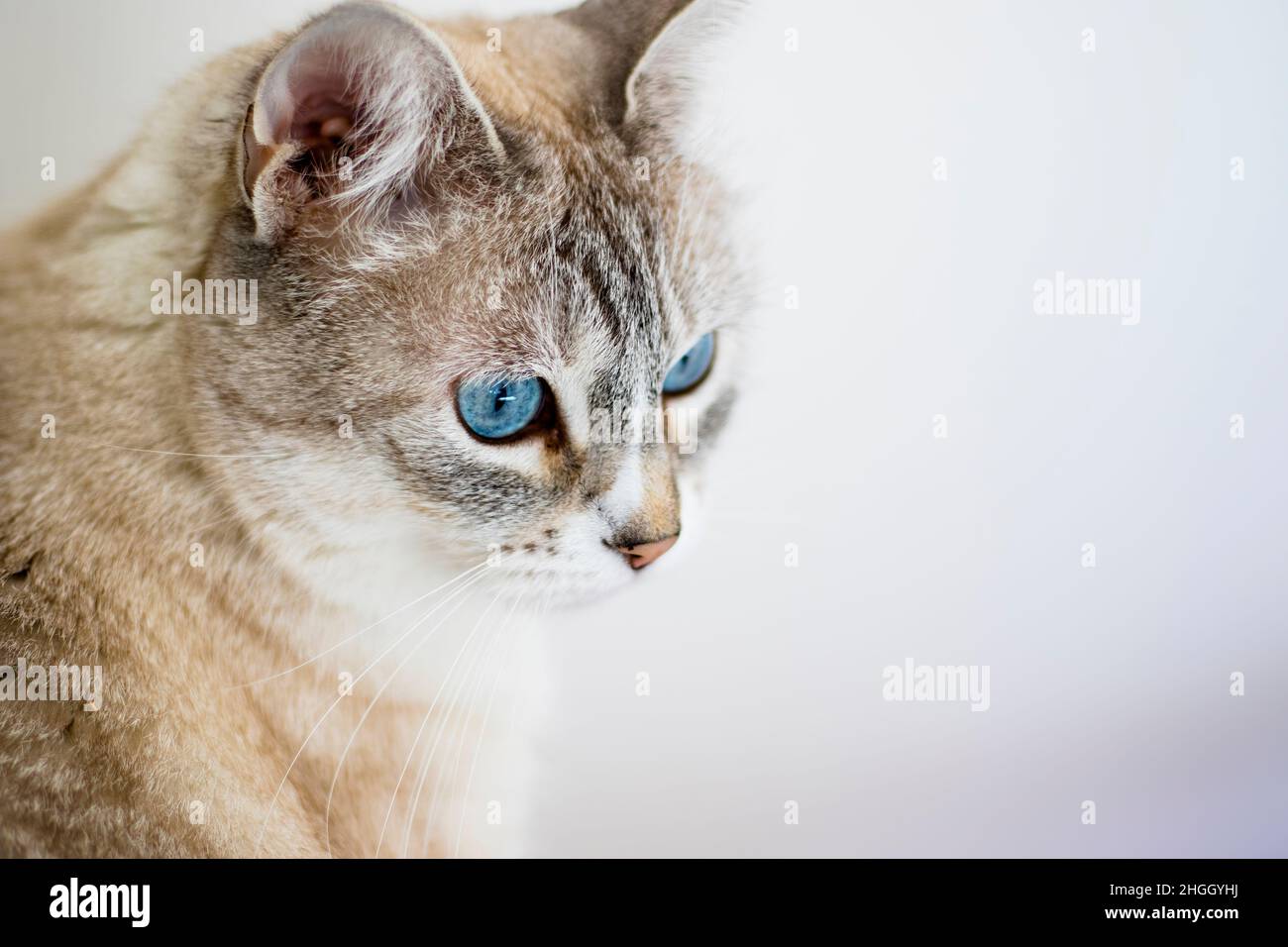 Katze posiert für ein Bild Stockfoto