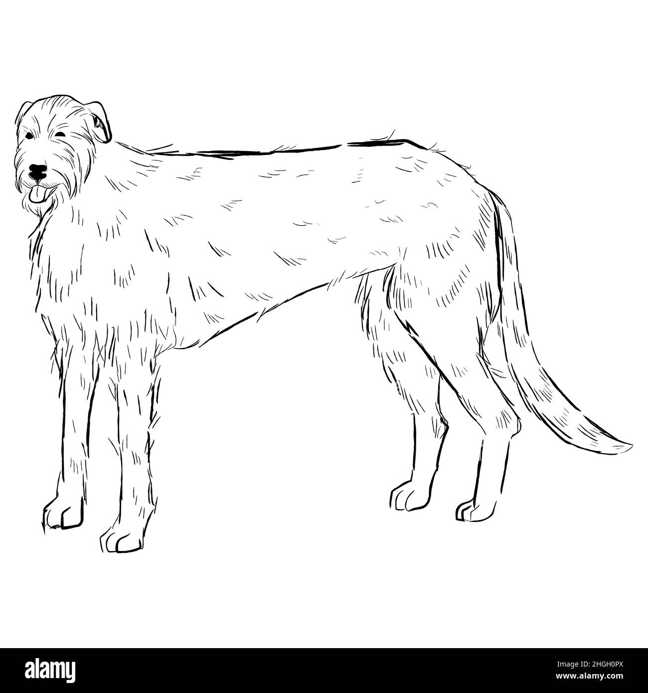 Handgezeichnete Vektorskizze der Hunderasse. Stock Vektor
