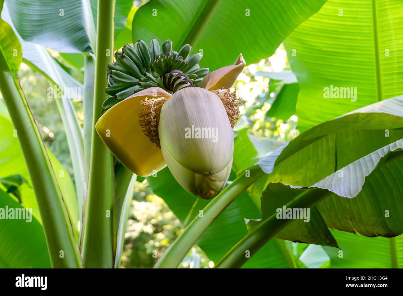 Nahaufnahme eines Bananenbaums mit einem sich öffnenden Blütenstand und kleinen grünen Bananenfrüchten am Stamm. Stockfoto