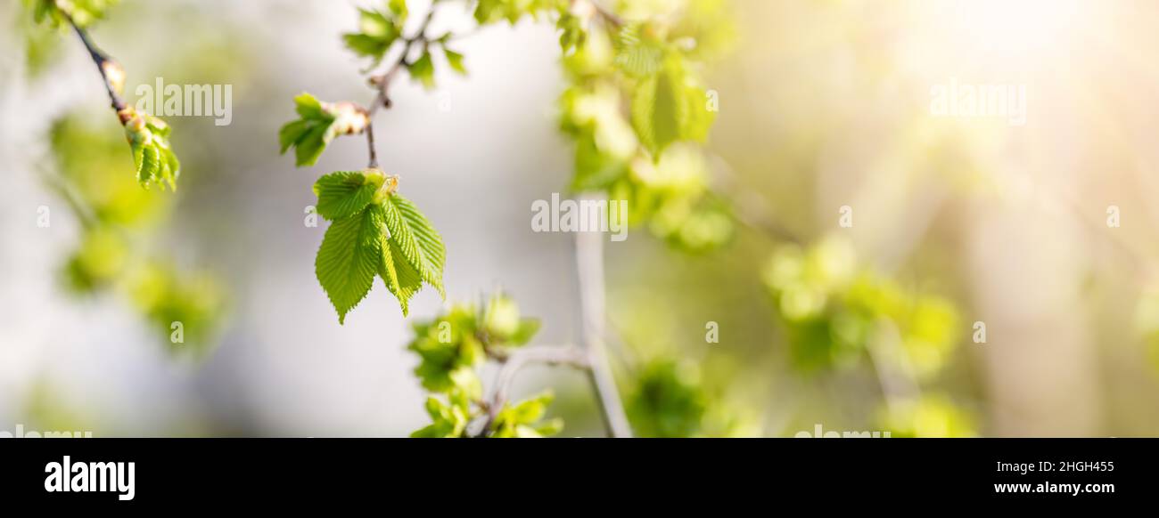 Nahaufnahme des Astes der Ulme mit jungen Blättern und Knospen. Stockfoto