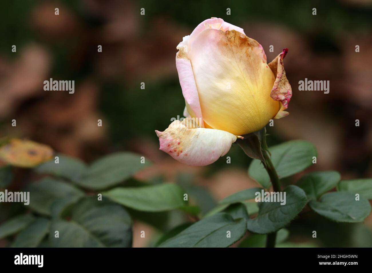 Sterbende rosa Rosenblüte auf einem verschwommenen Hintergrund. Selektiver Fokus. Speicherplatz kopieren. Stockfoto
