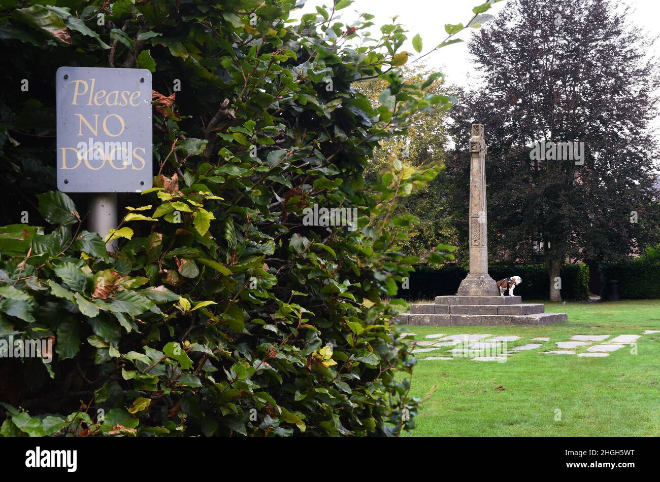 Eine lustige Szene wie ein Bulldogge sitzt auf einem Kreuz Gedenkstätte in der Nähe eines Schildes, das sagt bitte keine Hunde in der Nähe von Romsey Abbey hampshire England. Stockfoto