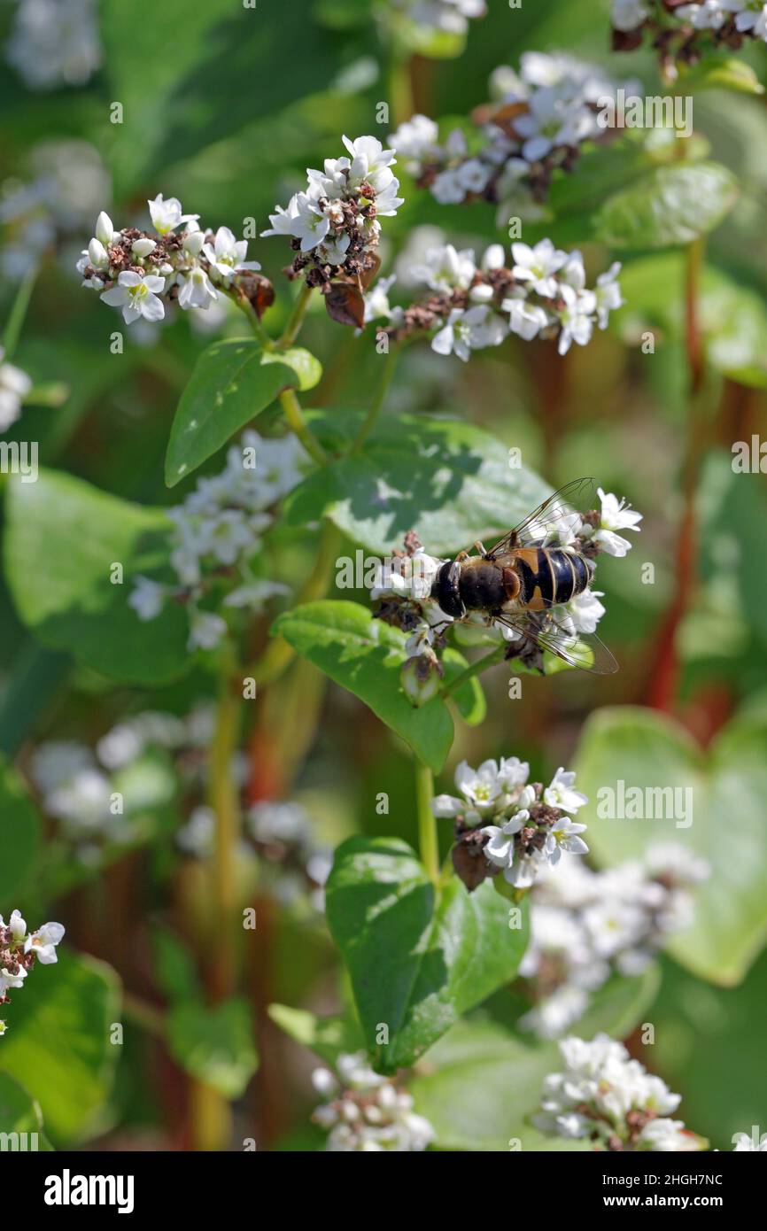 Syrphoidae Fotos und Bildmaterial in hoher Auflösung Alamy