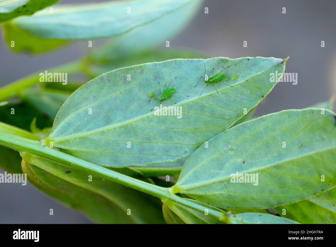 Acyrthosiphon pisum, allgemein bekannt als die Erbsenblattlaus oder als der grüne Delphin, Erbsenlaus und Kleelaue auf breiten Bohnenblättern. Stockfoto